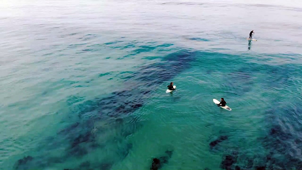 Surf