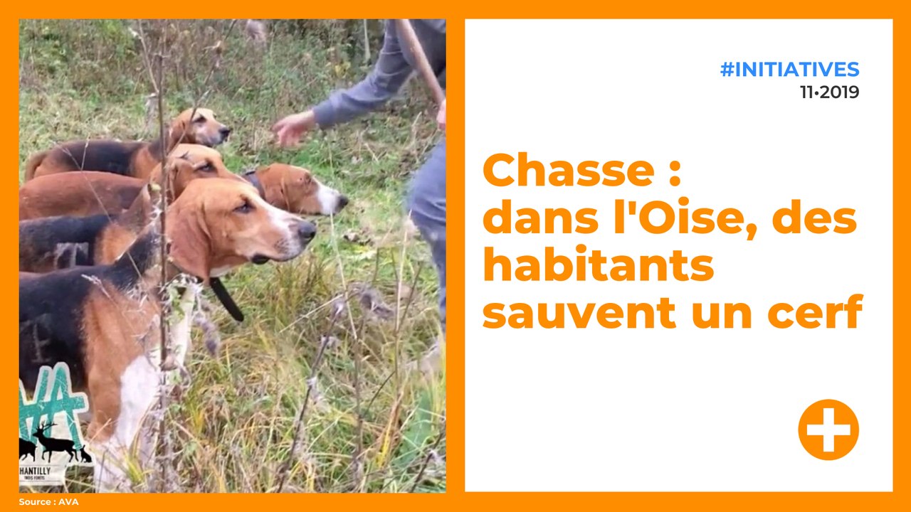 Chasse : dans l'Oise, des habitants sauvent un cerf