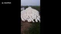 Man's walking route blocked by thousands of ducks in northern Vietnam