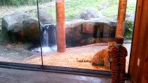 Un enfant déguisé en tigre joue avec un jeune tigre... Adorable