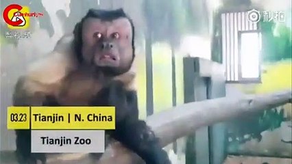 İnsan yüzlü maymuna eş aranıyor