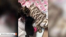 Kittens Hilariously Search For Milk On 'Stuffed Toy' Mommy