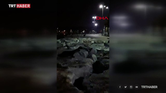 Su samurları Yenikapı ve Zeytinburnu sahillerinde görüntülendi