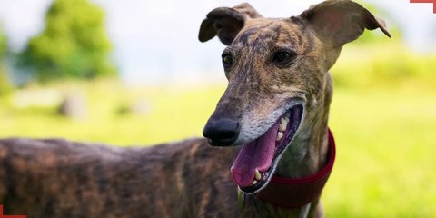 Alabama rot - What is Alabama rot?