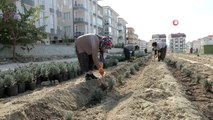 Burdur'da 4 bin lavanta toprakla buluştu