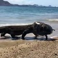 Une créature marine bizarre découverte sur la plage d'une île