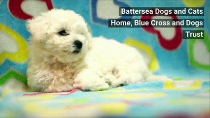 Microchip - How to microchip your dog