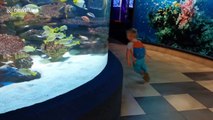 Boy is ecstatically happy to get chased around by a fish in its tank