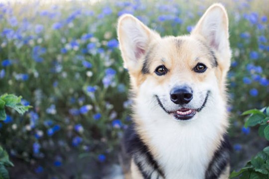 Quelles sont les plantes à éviter pour votre chien ou votre chat ?