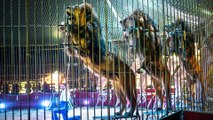 Cirques à Paris : la fin des animaux sauvages (enfin presque)