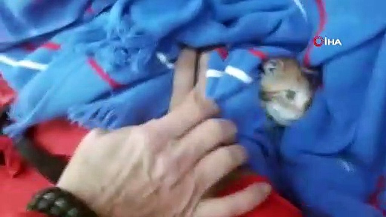 Hayvan S.O.S: Denize düşen yavru kediyi AKUT kurtardı, anne kedi olay yerinden ayrılmadı