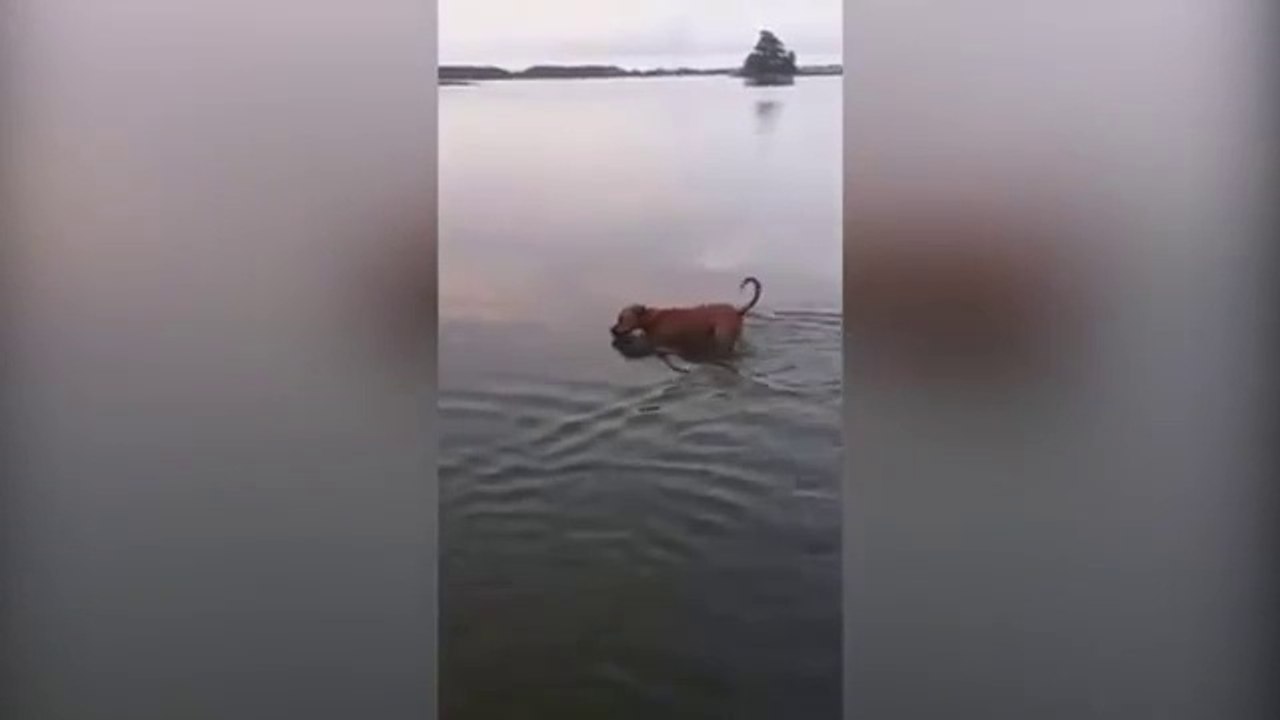 funny videos