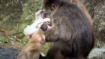 Cute funny monkey videos ll Funny animal videos 2016