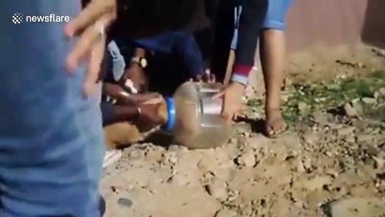 Rescuers save dog in India with head trapped in plastic container for TEN days
