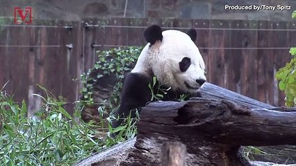 Bei Bei Says Bye Bye, Is Shipped Via FedEx to China