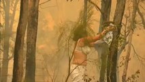 Emotivo rescate de un koala de entre las llamas de un incendio forestal en Sídney