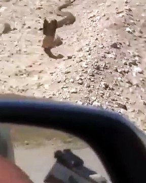 En essayant de tuer ce cobra, ce type ne fait qu’énerver le serpent.