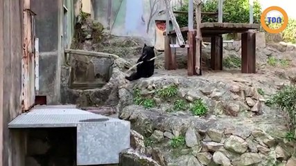 Cet ours est un véritable champion de kung fu