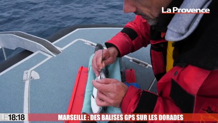 Le 18:18 - Dans la rade de Marseille, des balises GPS installées sur des daurades pour mieux étudier leur comportement
