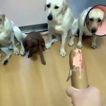 Des chiens qui dénoncent l'un d'entre eux