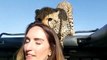 Un Guépard lui renifle la tête et cette femme a pas peur ! Safari en Afrique