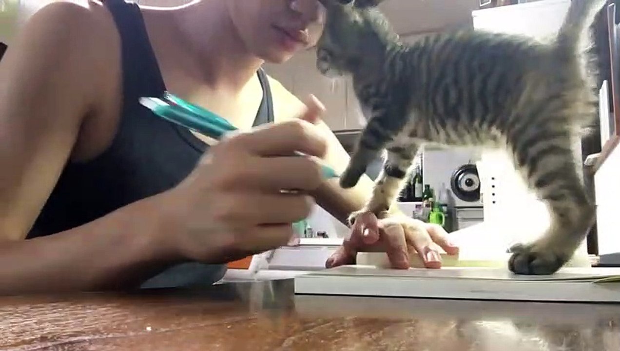 Travailler avec un chaton dans les parages ? Impossible LOL