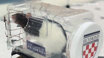 Scientist Explains Why Her Lab Taught Rats to Drive Tiny Cars