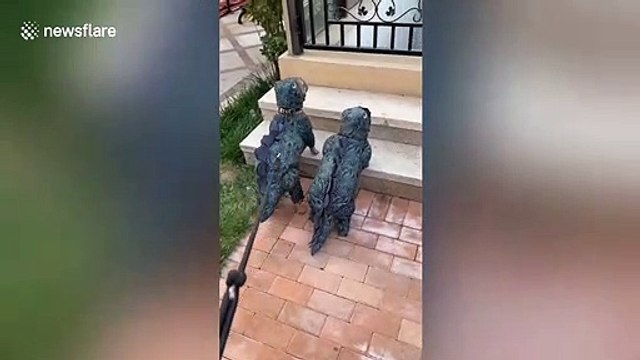 Dino-dogs! Chinese woman dresses her French bulldogs up as dinosaurs