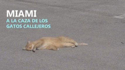 Miami, a la caza de los gatos callejero