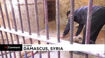 شاهد: شاب سوري يحضن ويقبل الحيوانات المفترسة كما لو كانت أليفة