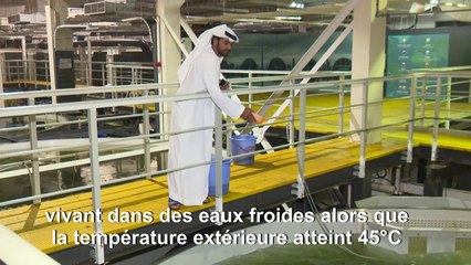 Au beau milieu du désert, des saumons "made in Dubaï"