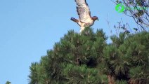 Un écureuil s'échappe des serres d'un aigle d'une façon incroyable