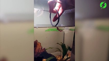 Ce qu'elle fait faire à son poisson rouge est incroyable