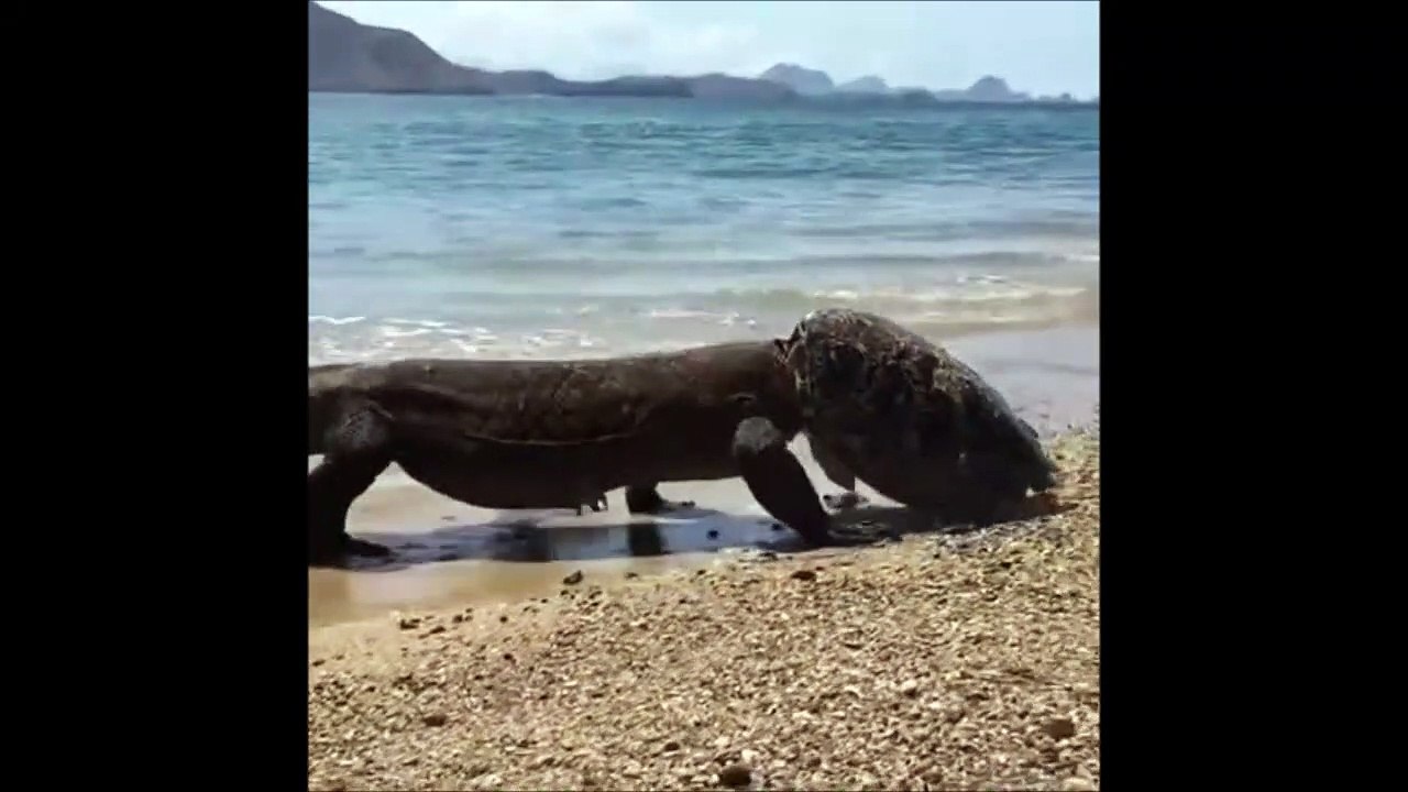 Mais quelle est cette creature marine bizarre...