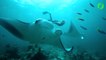 Cette plongeuse nage au milieu de raies manta géantes