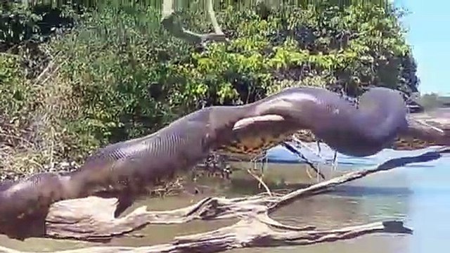 Des pêcheurs tombent sur un énorme anaconda en pleine sieste dans un arbre