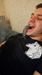 Curious Little Rat Grooms Mouth