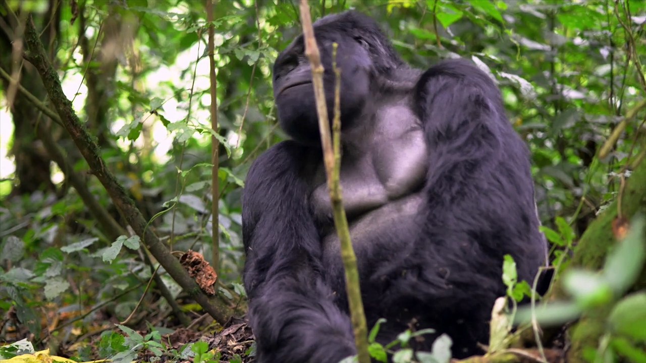 Die-Frau-mit-den-Bluthunden-Trailer