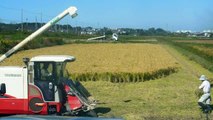 Rice Harvesting in Japan
