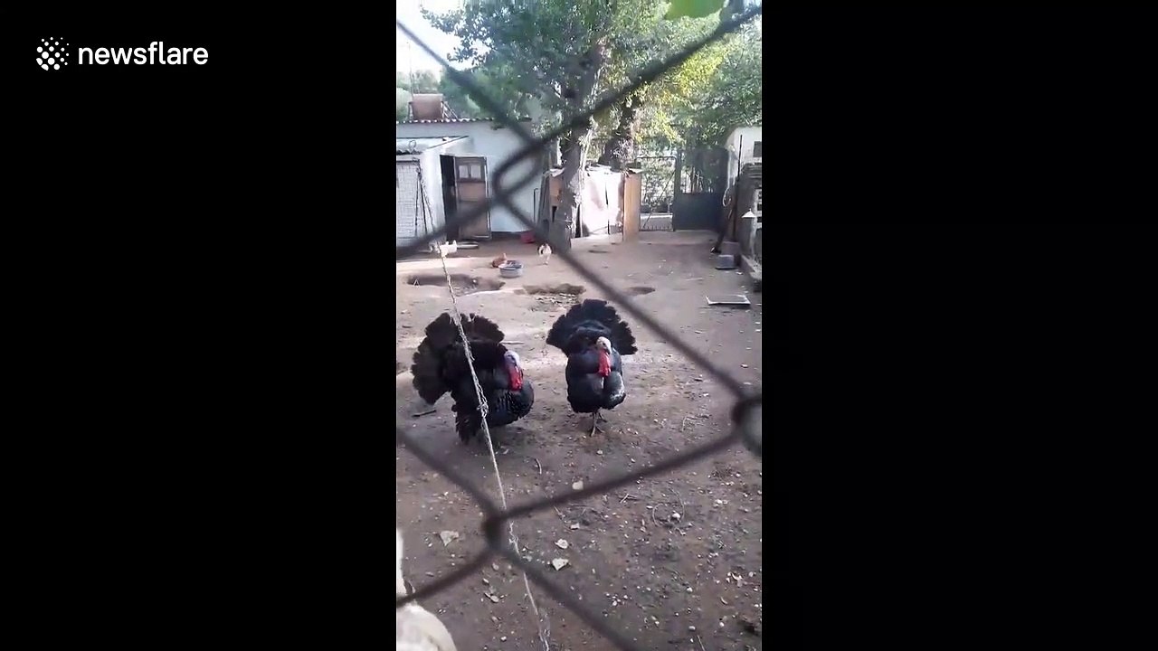 Sound on! Man hilariously imitates turkeys as Thanksgiving approaches