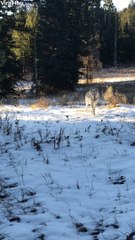 Lucky Man Encounters a Large Wolf Pack