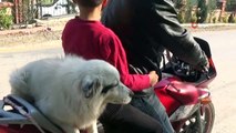 Motosiklet tutkunu köpeği görenler şaşıp kalıyor