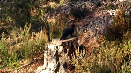 Kara ağaçkakan Tekirdağ'da görüntülendi