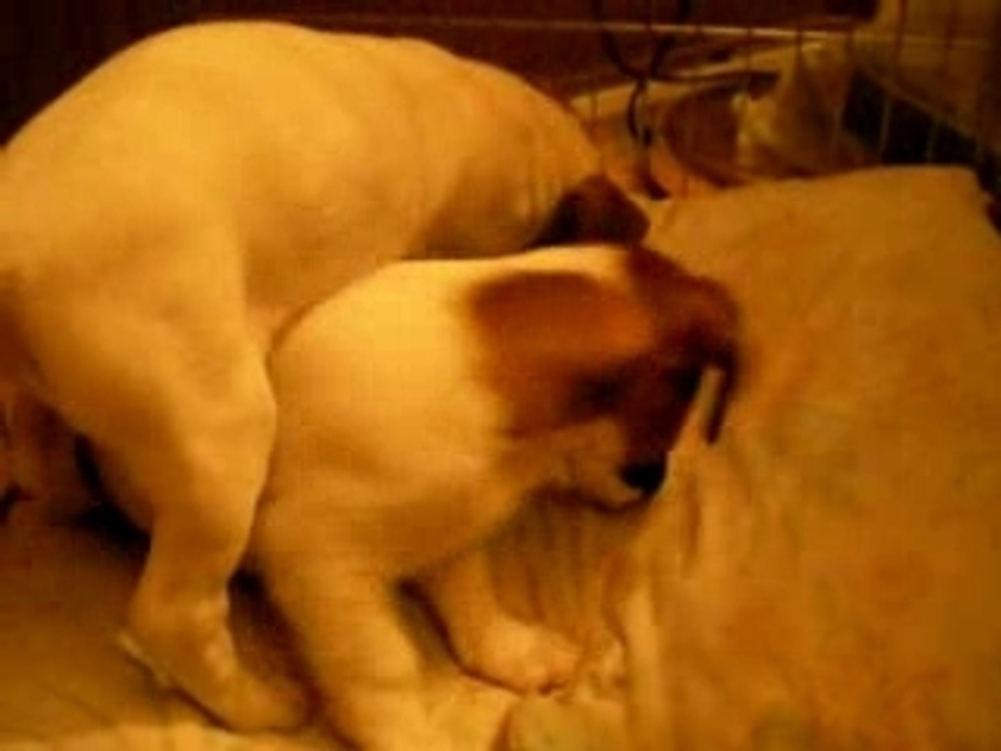 IMGP0867 - Look @ Me Now - Akon