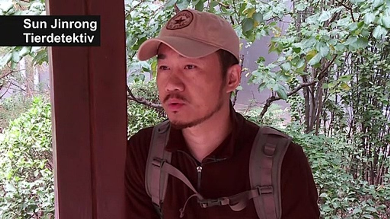 Mit Chinas Tierdetektiv auf Spurensuche