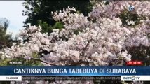 Cantiknya Bunga Tabebuya di Surabaya