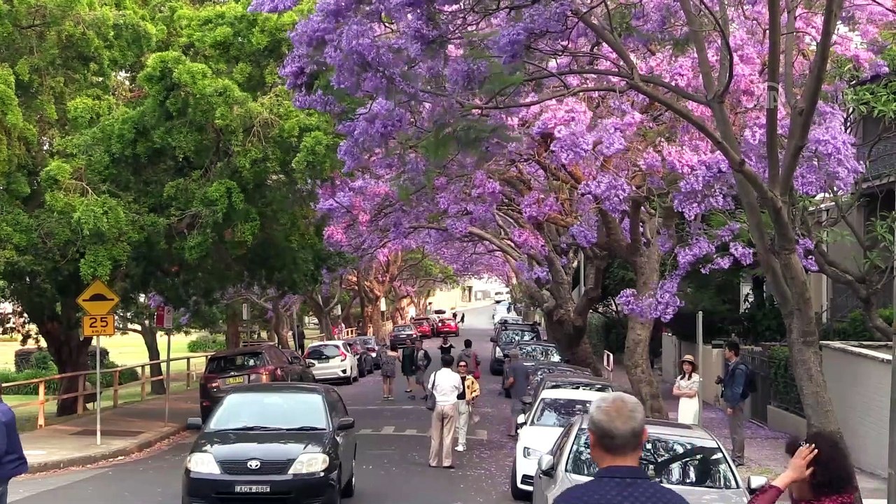 Sydney’i süsleyen mor güzellik: Jakaranda ağaçları