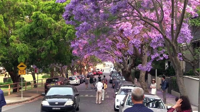 Sydney’i süsleyen mor güzellik: Jakaranda ağaçları