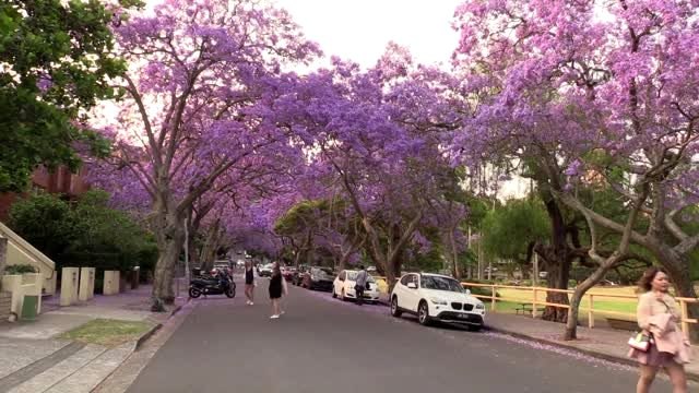 Sydney'i süsleyen mor güzellik: Jakaranda ağaçları
