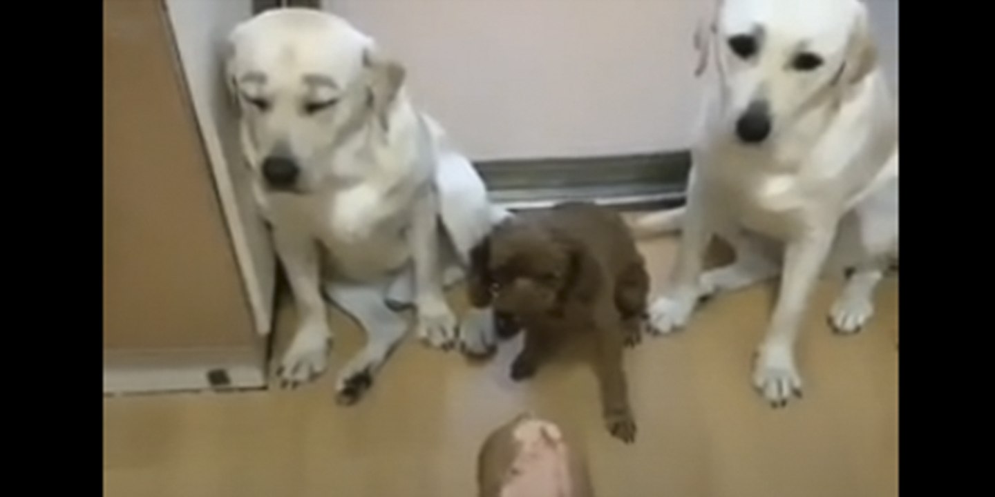 Vídeo viral: Este 'ladronzuelo hambriento' es delatado por sus cómplices sin ningún pudor